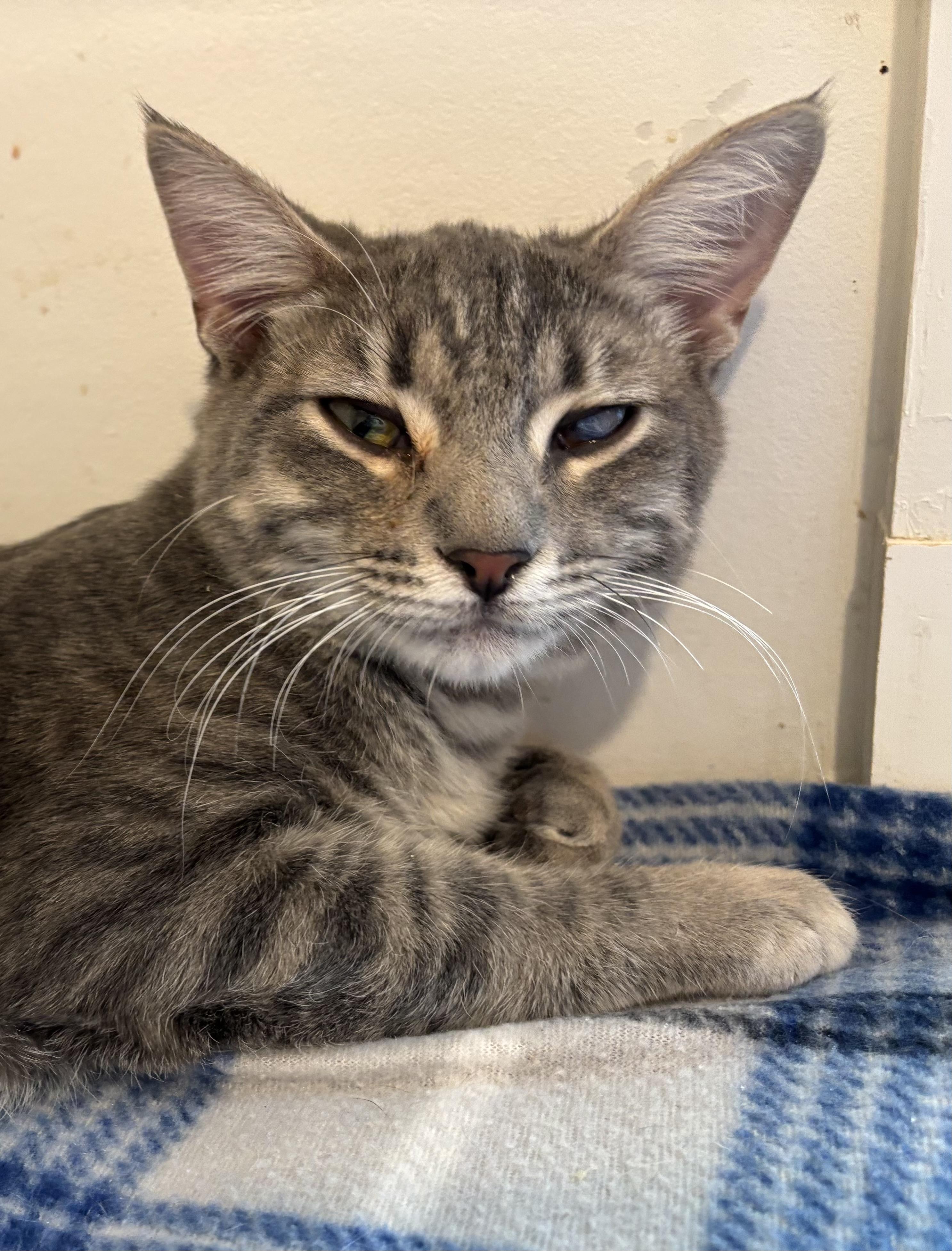 Enlarge Danny, a Adoptable Domestic Short Hair in Sierra Vista, AZ image 2/3