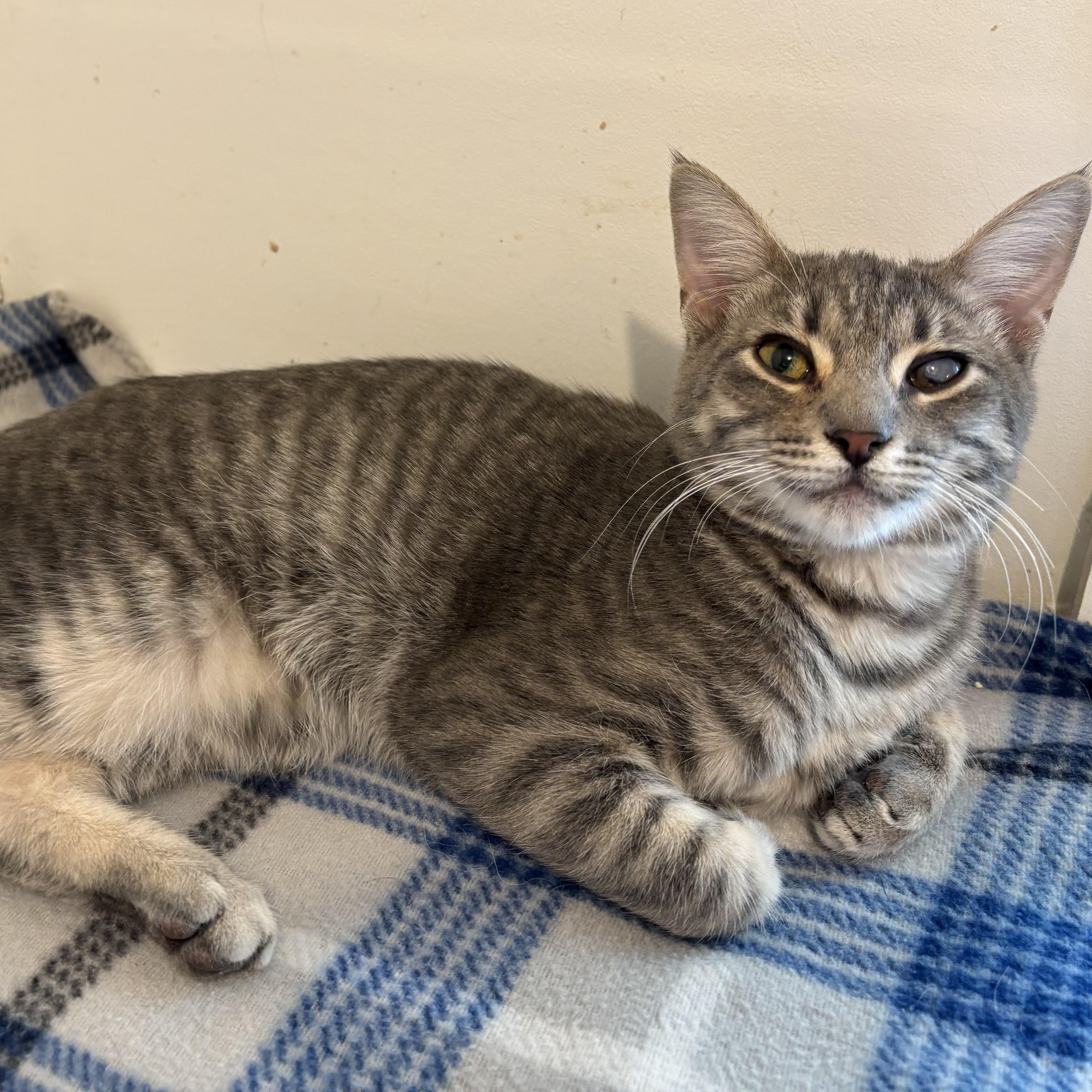 Enlarge Danny, a Adoptable Domestic Short Hair in Sierra Vista, AZ image 1/3
