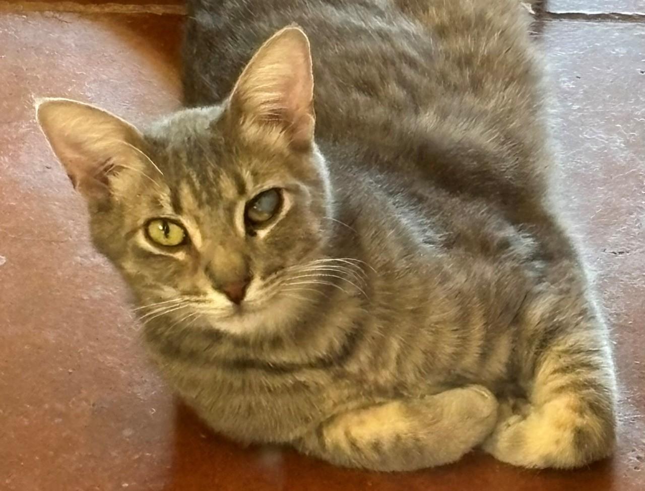 Danny, Adoptable, Young Male Domestic Short Hair.