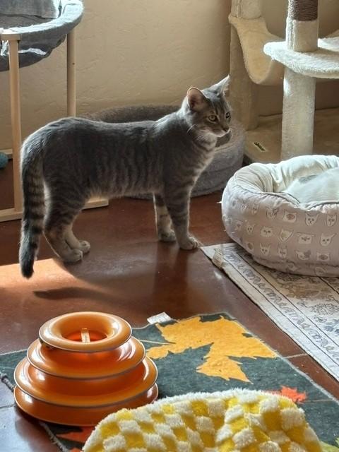 Danny, Adoptable, Young Male Domestic Short Hair.