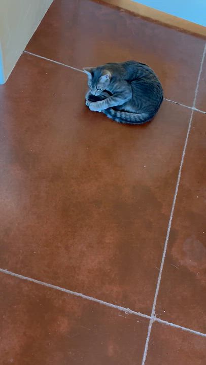 Enlarge Danny, a Adoptable Domestic Short Hair in Sierra Vista, AZ video 6/6