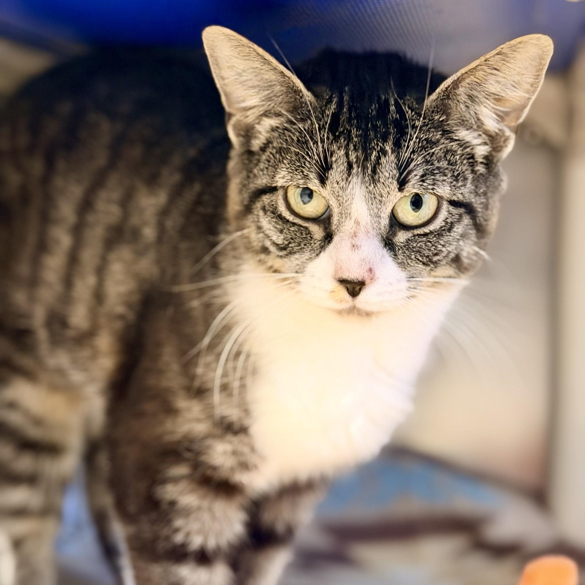 Enlarge Anna, a ADOPTABLE Domestic Short Hair in Manahawkin, NJ image 3/3