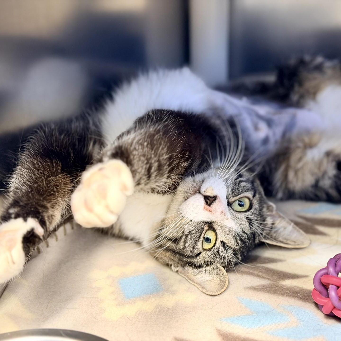 Anna, ADOPTABLE, Adult Female Domestic Short Hair.