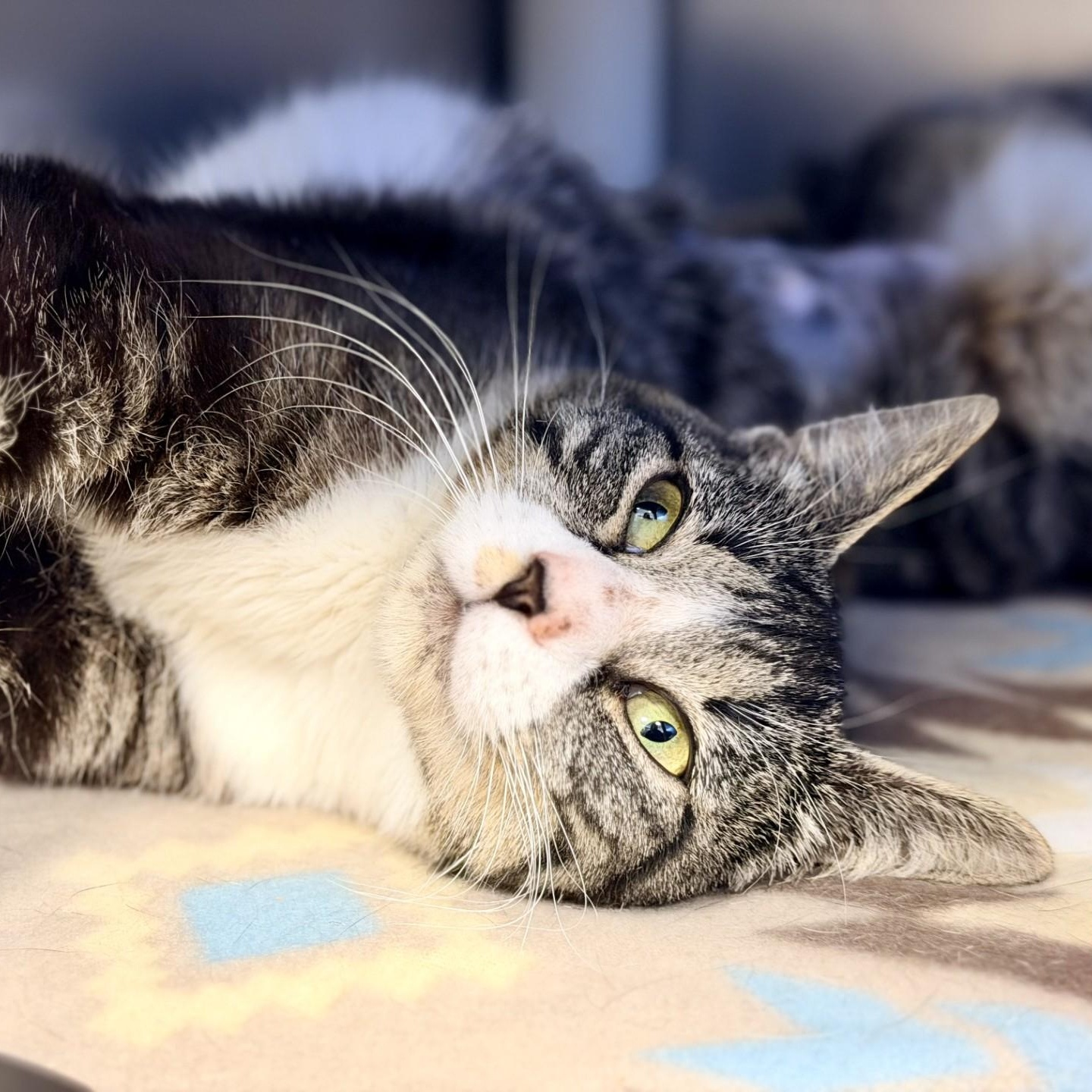 Enlarge Anna, a ADOPTABLE Domestic Short Hair in Manahawkin, NJ image 2/3