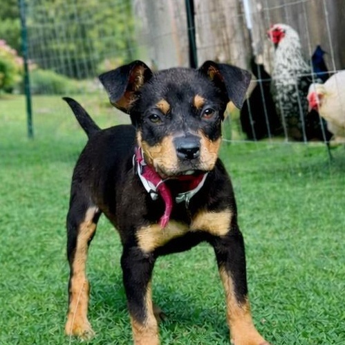 Enlarge Trace, an adopted mixed breed in Rocky Hill, CT image 1/6