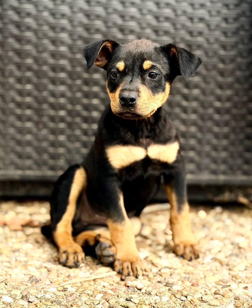 Enlarge Trace, an adopted mixed breed in Rocky Hill, CT image 2/6
