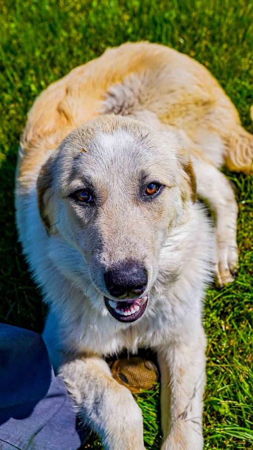 Enlarge Penny, an adopted mixed breed in Kenton, OH image 1/1