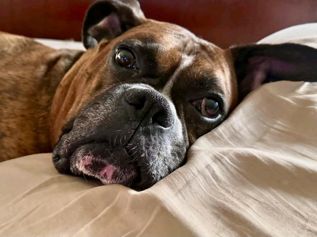 Enlarge Bronx-boxer, an adopted Boxer in Torrington, CT image 2/6