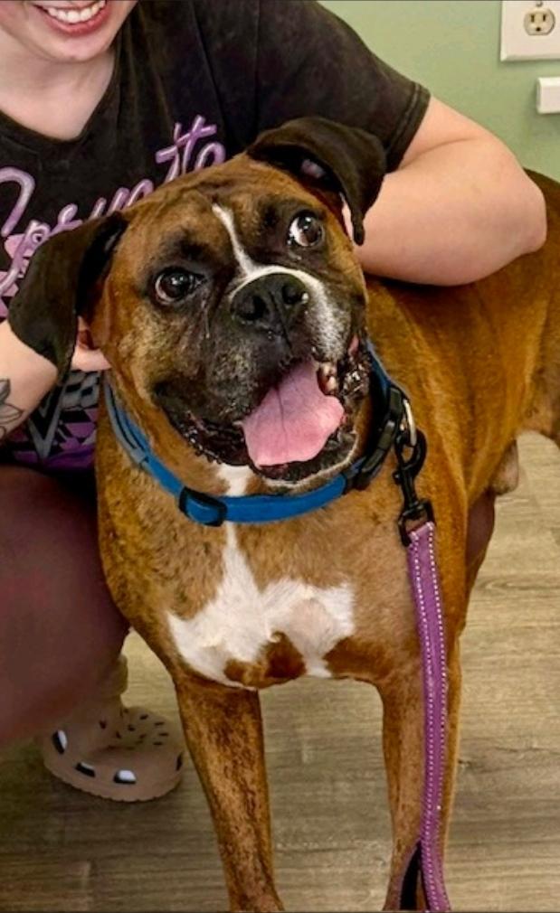 Bronx-boxer, adopted, Senior Male Boxer.