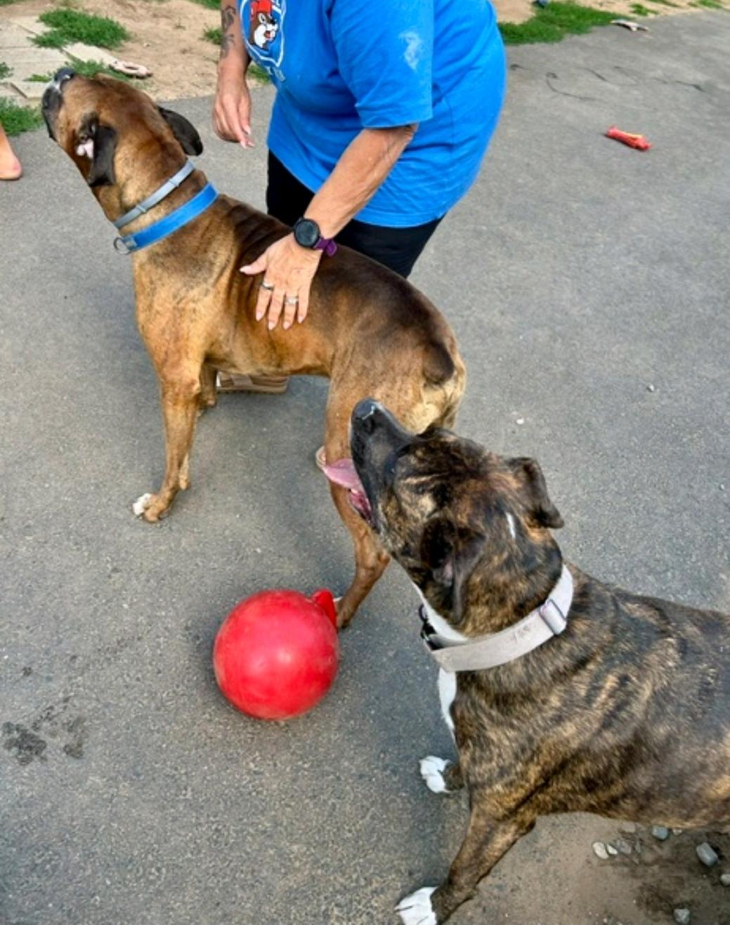 Enlarge Bronx-boxer, an adopted Boxer in Torrington, CT image 3/6
