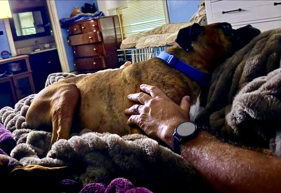 Enlarge Bronx-boxer, an adopted Boxer in Torrington, CT image 5/6