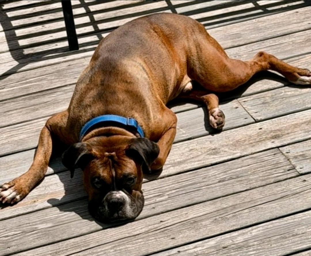 Enlarge Bronx-boxer, an adopted Boxer in Torrington, CT image 4/6