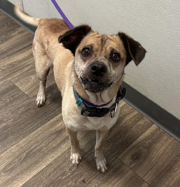 Enlarge Honcho, a Adoptable mixed breed in San Diego, CA image 1/1