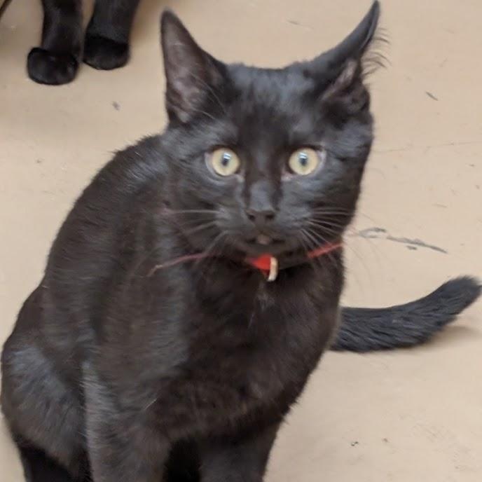 Enlarge Gus, an adoptable American Shorthair in Carthage, IL image 1/6