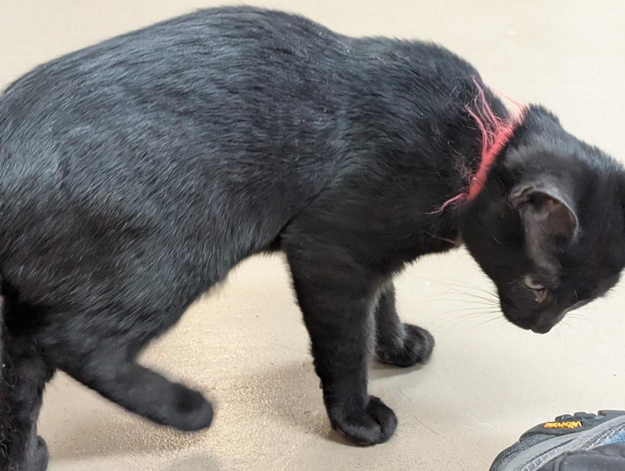 Enlarge Gus, an adoptable American Shorthair in Carthage, IL image 2/6