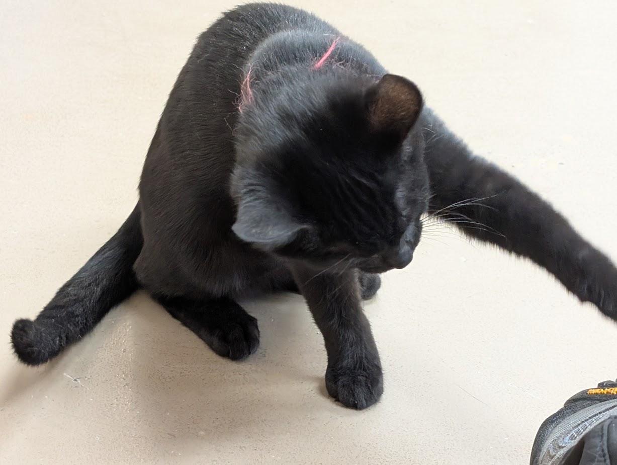 Enlarge Gus, an adoptable American Shorthair in Carthage, IL image 3/6