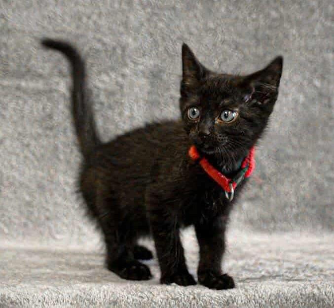 Enlarge Gus, an adoptable American Shorthair in Carthage, IL image 4/6