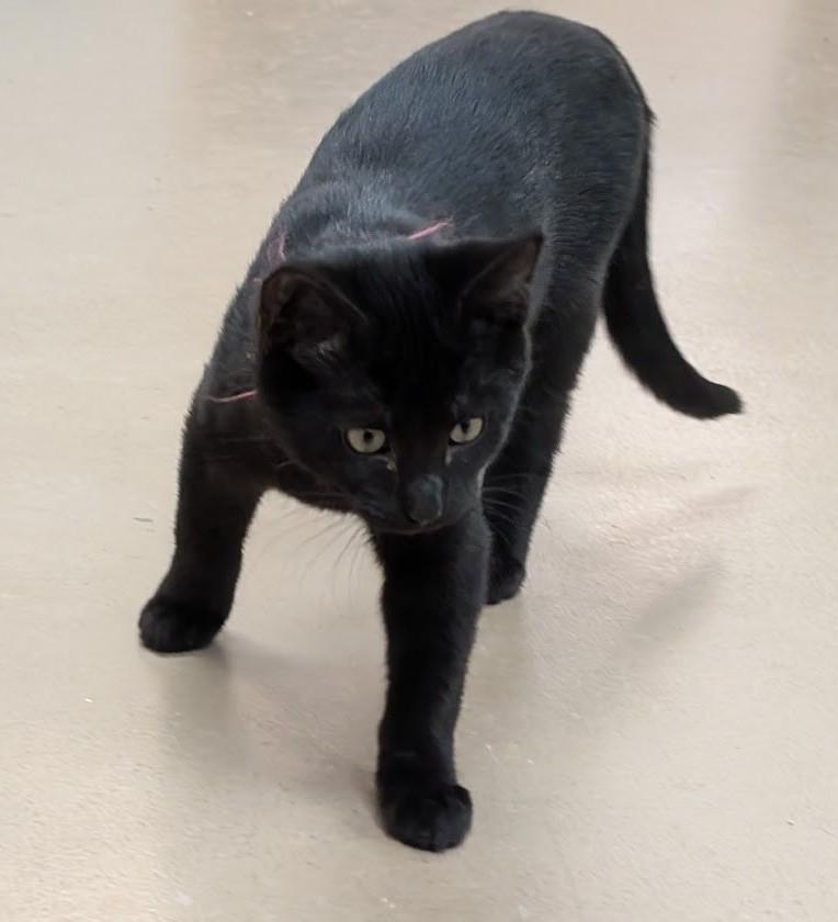 Enlarge Gus, an adoptable American Shorthair in Carthage, IL image 5/6