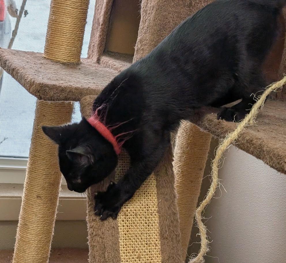 Enlarge Gus, an adoptable American Shorthair in Carthage, IL image 6/6