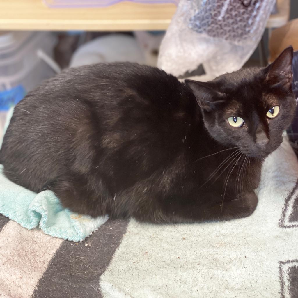 Enlarge Nitro, a Adoptable Domestic Short Hair in Mount Juliet, TN image 2/2