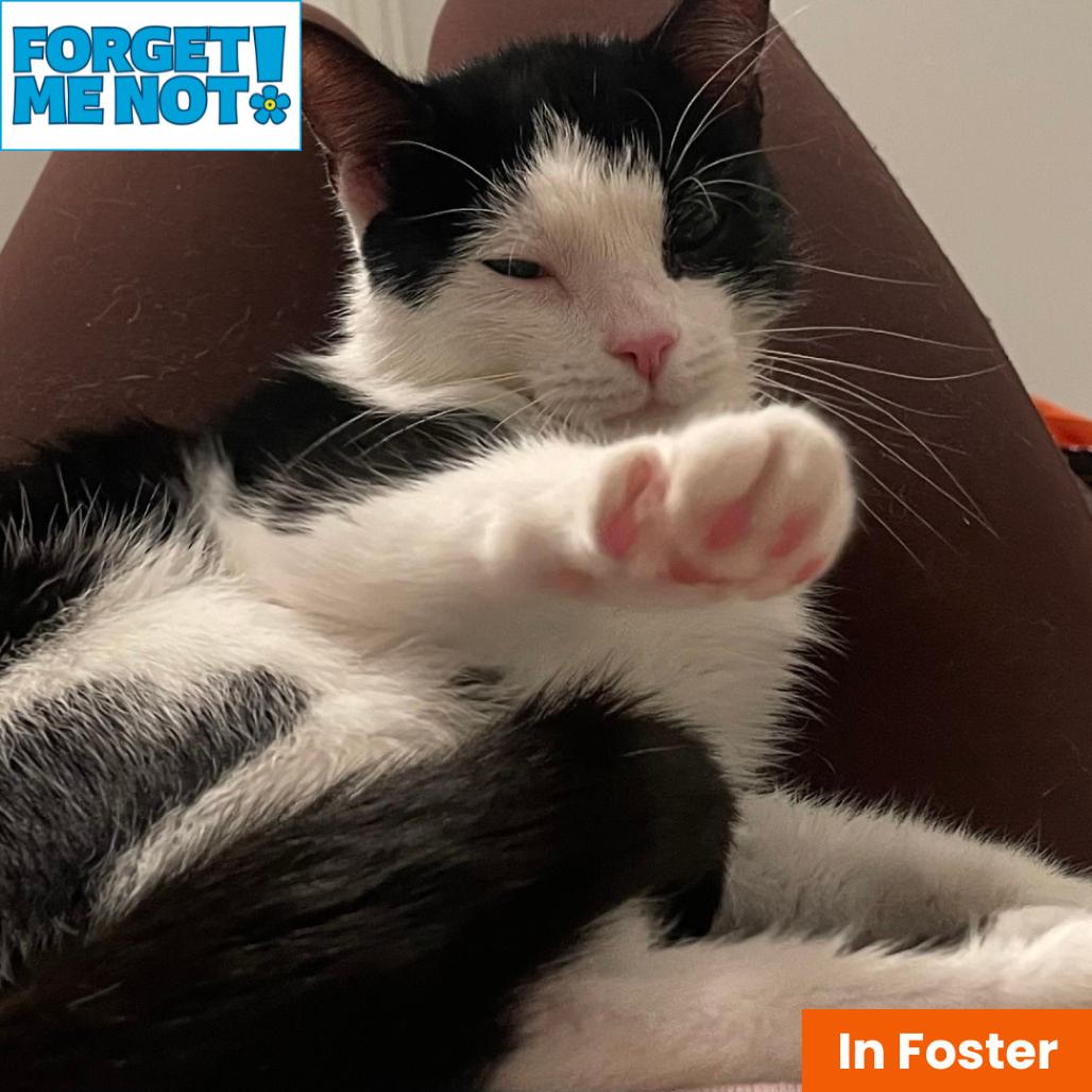Honey, a Adoptable Domestic Short Hair in Baltimore, MD image 2/2