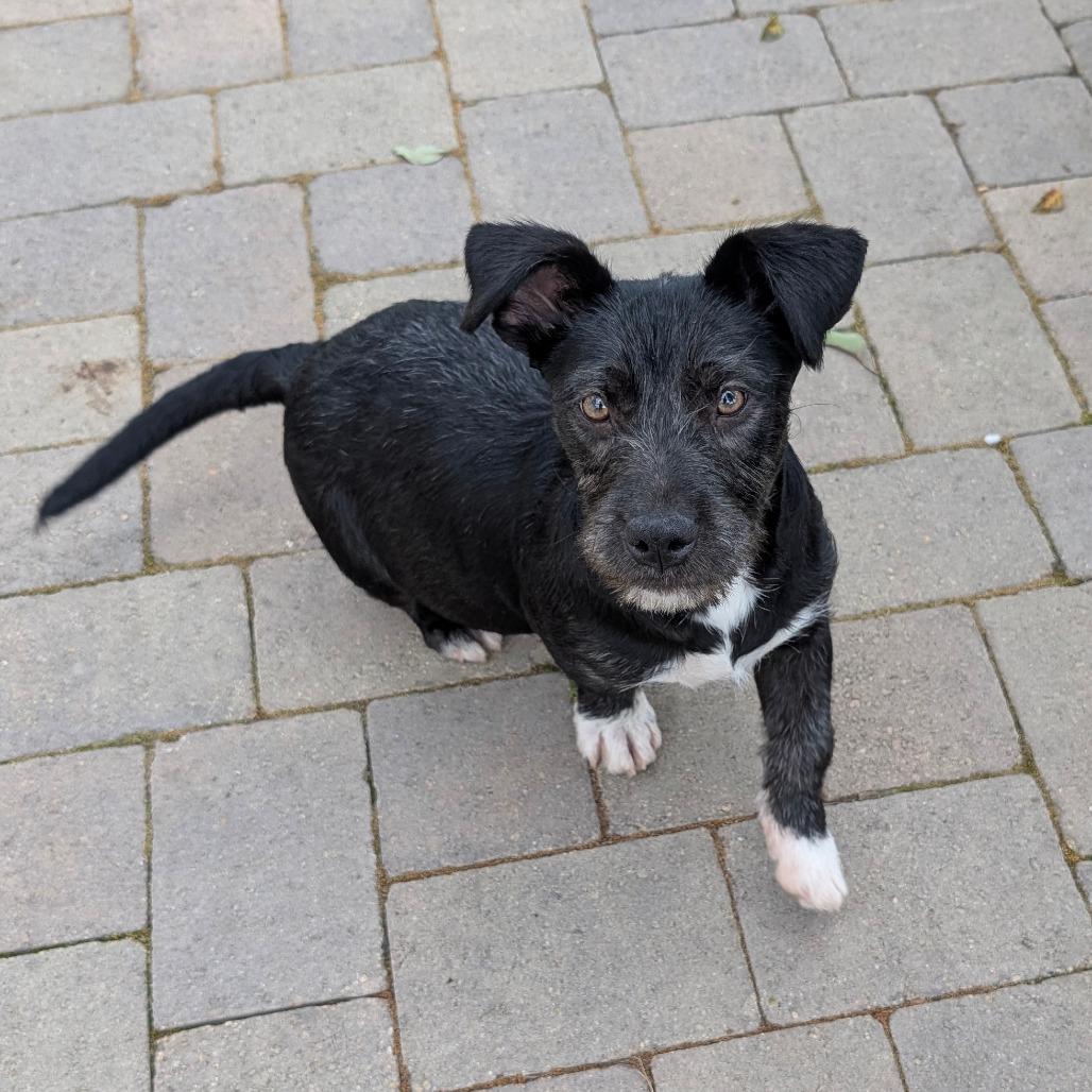 Enlarge Vader - City of Industry Location, a Adoptable mixed breed in Chino Hills, CA image 1/6