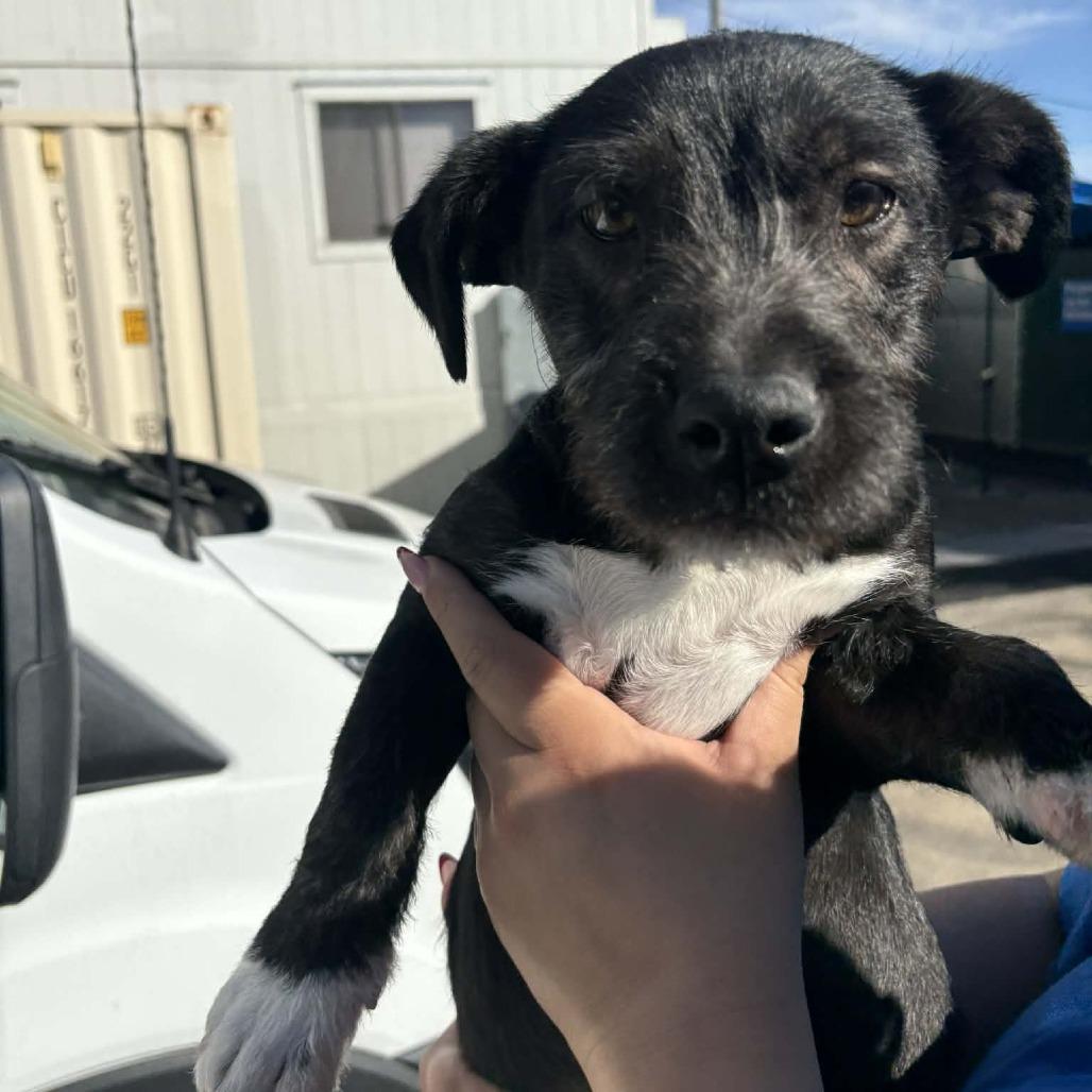 Enlarge Vader - City of Industry Location, a Adoptable mixed breed in Chino Hills, CA image 2/6