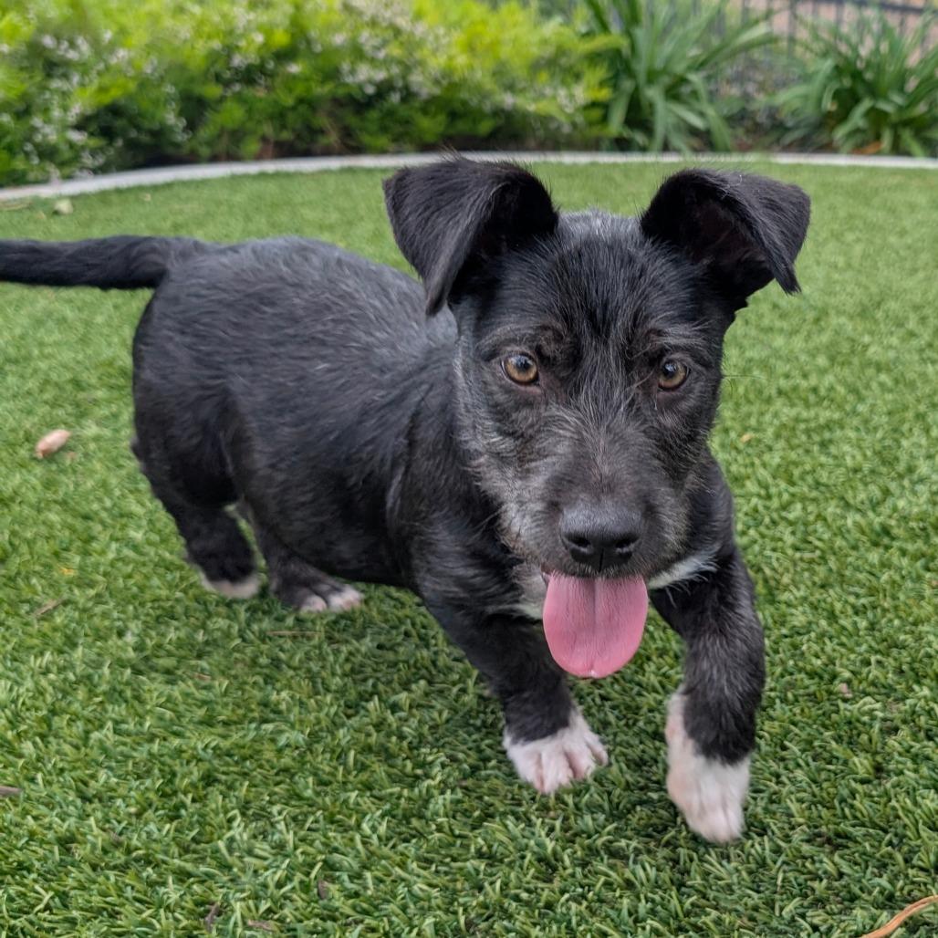 Enlarge Vader - City of Industry Location, a Adoptable mixed breed in Chino Hills, CA image 3/6