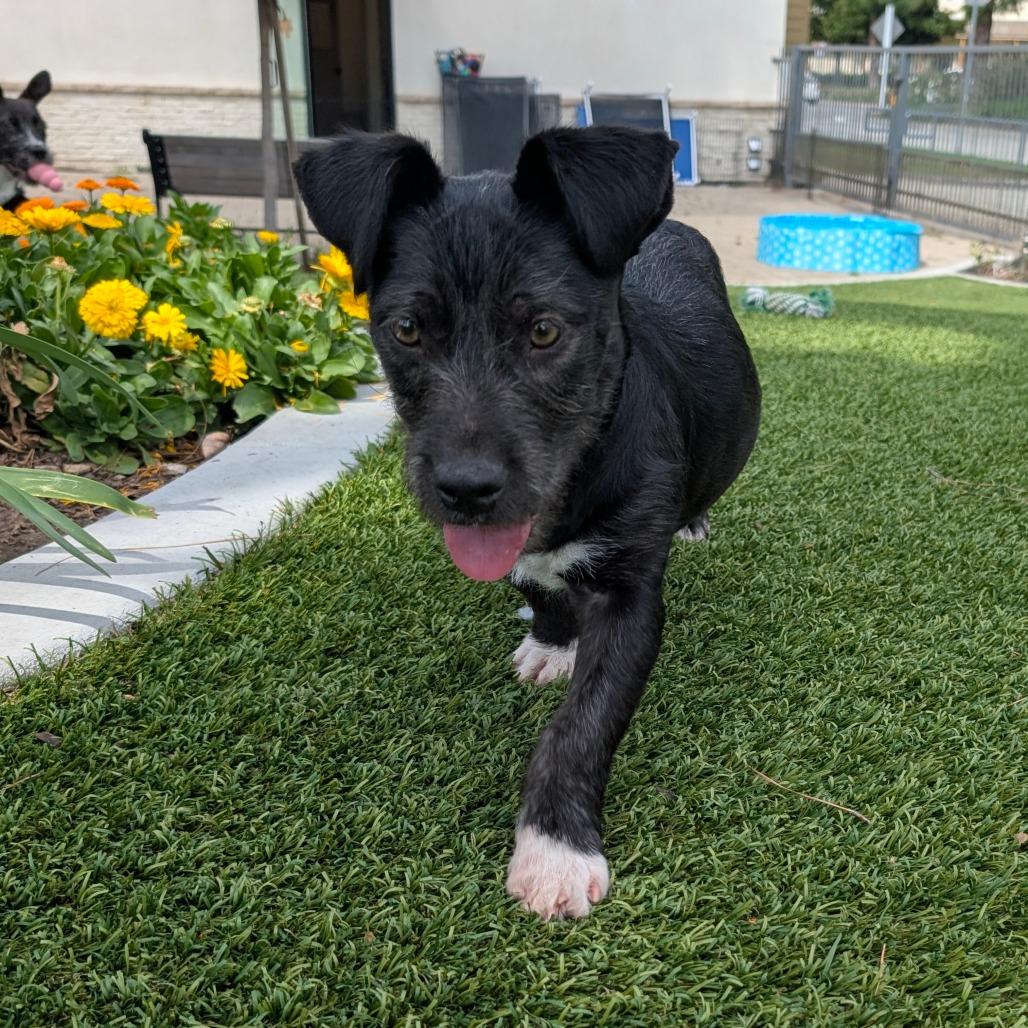 Enlarge Vader - City of Industry Location, a Adoptable mixed breed in Chino Hills, CA image 4/6