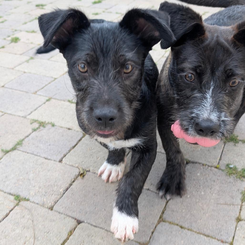 Enlarge Vader - City of Industry Location, a Adoptable mixed breed in Chino Hills, CA image 5/6