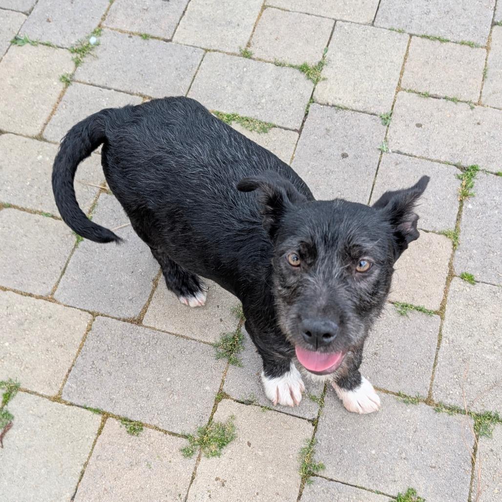 Enlarge Vader - City of Industry Location, a Adoptable mixed breed in Chino Hills, CA image 6/6