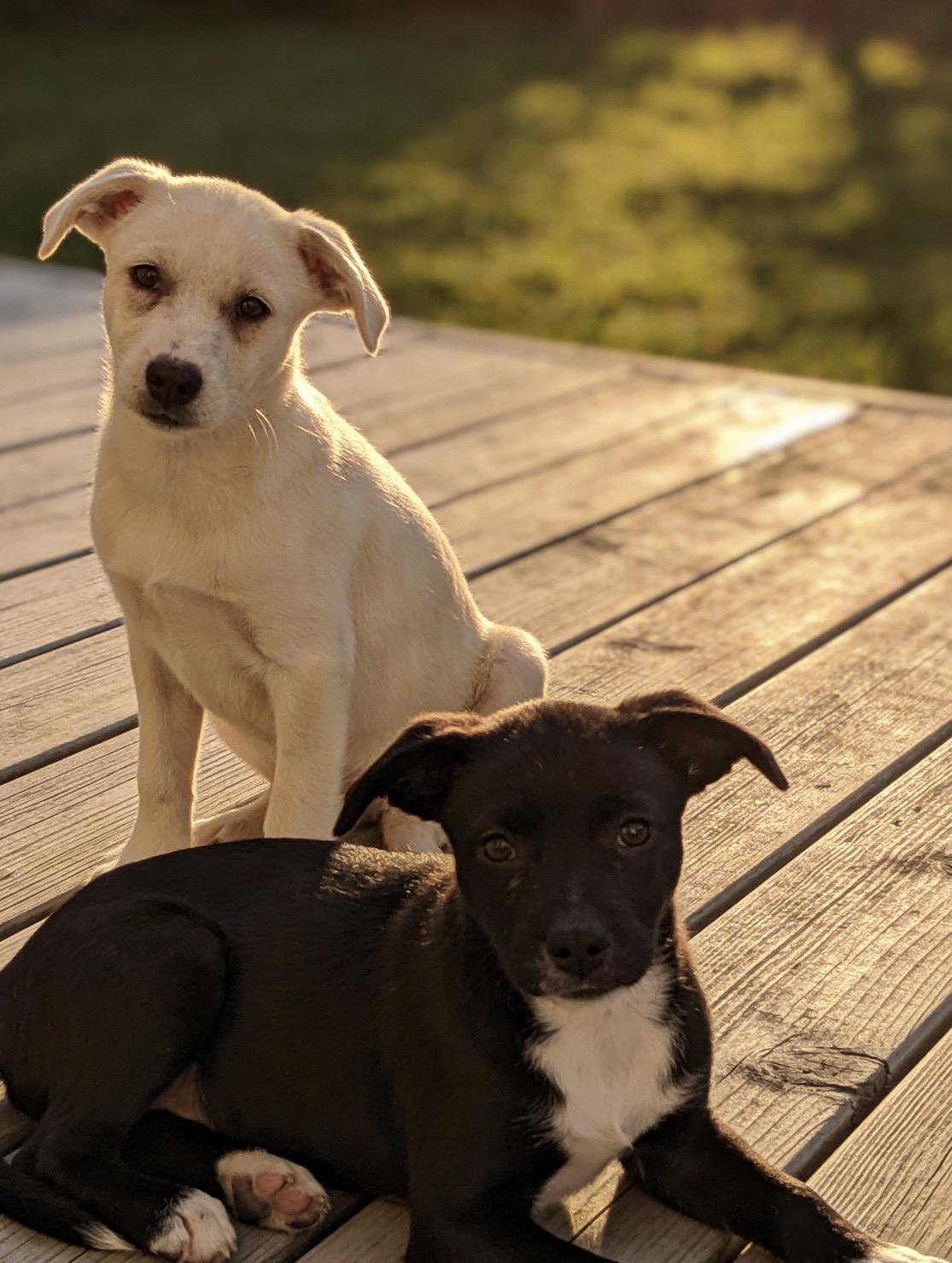 Enlarge Ziggy, a ADOPTABLE mixed breed in Los Angeles, CA image 2/6