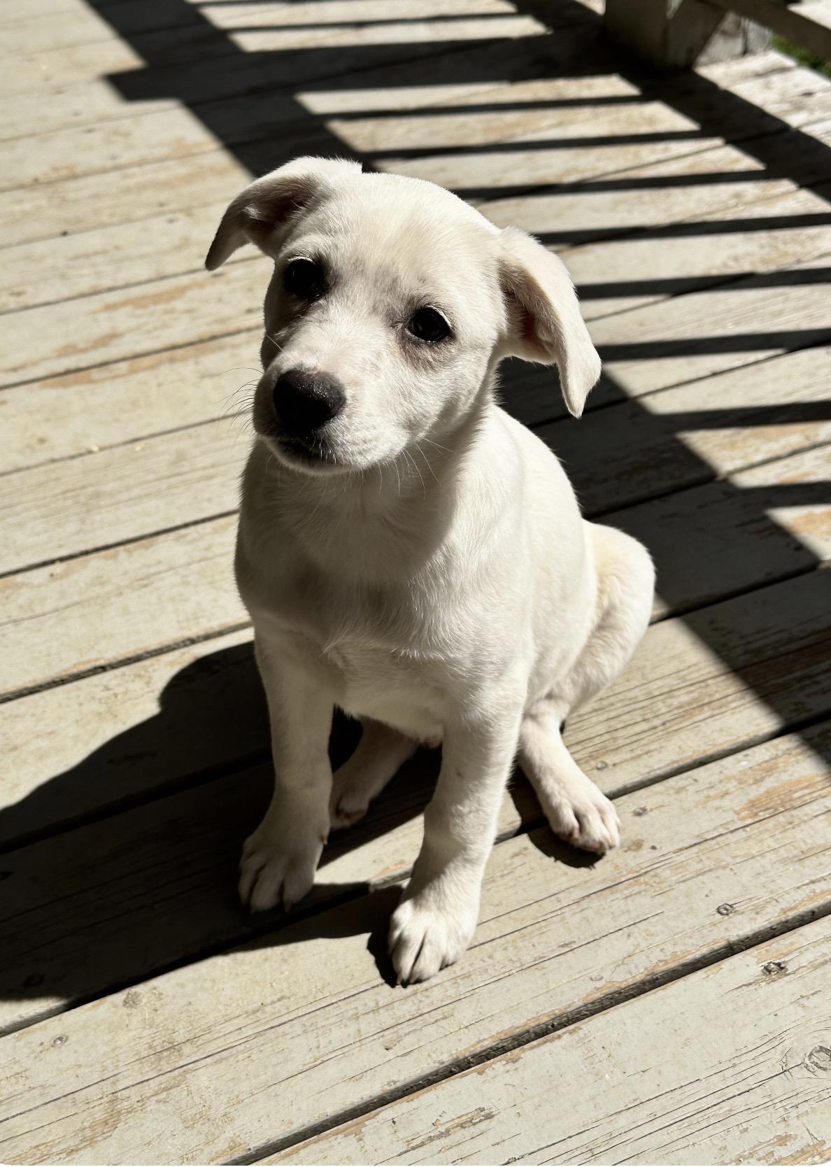 Ziggy, ADOPTABLE, Puppy Male Terrier & Australian Cattle Dog / Blue Heeler.