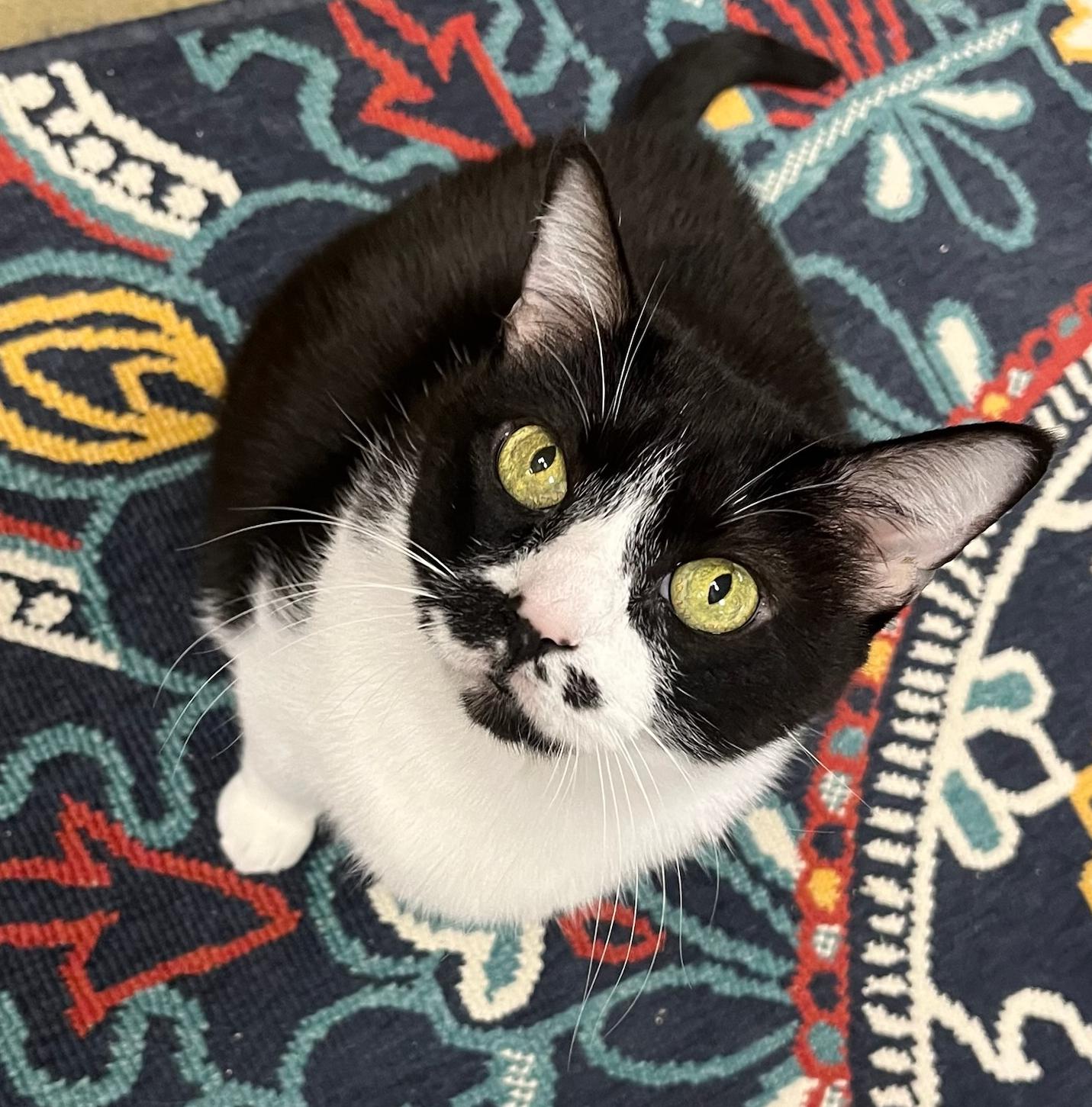 Sheba- Senior Sweetie Looking for Her Furr-ever Home