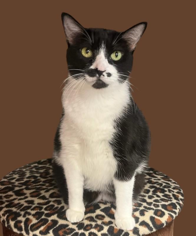 Sheba- Senior Sweetie Looking for Her Furr-ever Home