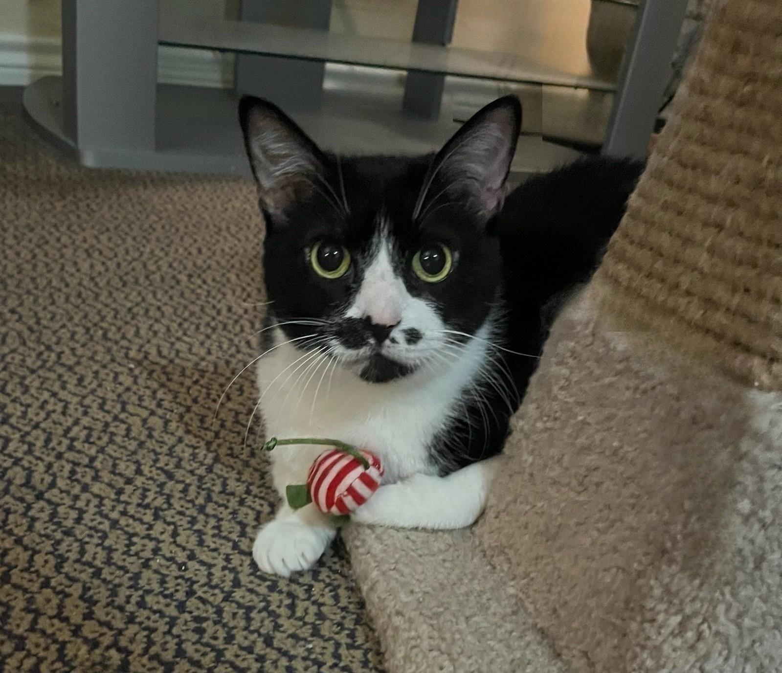 Sheba- Senior Sweetie Looking for Her Furr-ever Home