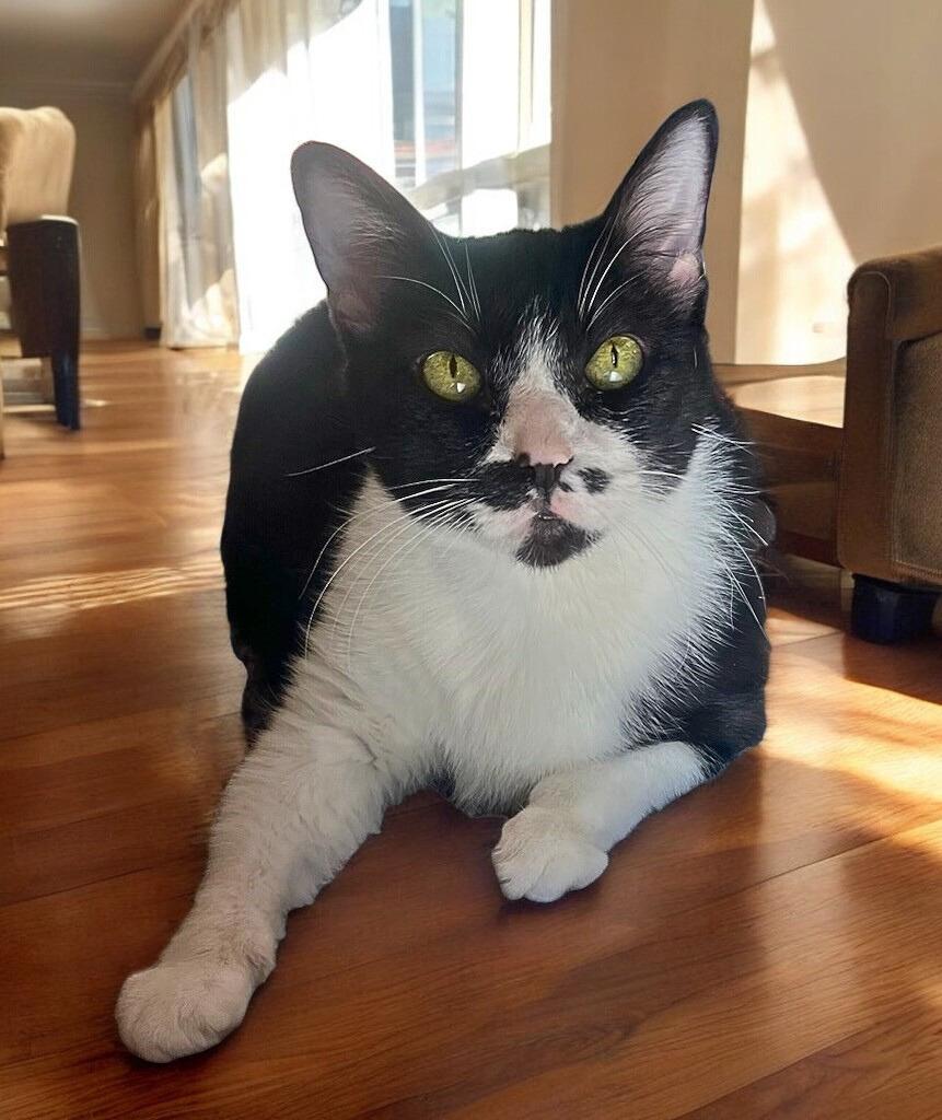 Sheba- Senior Sweetie Looking for Her Furr-ever Home