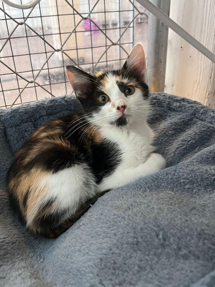 Addie, a Adoptable Calico in McPherson, KS image 1/2