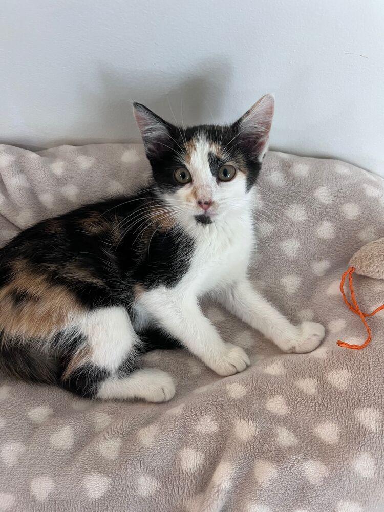 Addie, a Adoptable Calico in McPherson, KS image 2/2