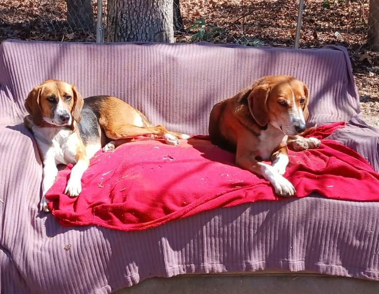 Enlarge Julia (bonded to Lyle), a Adoptable mixed breed in Goochland, VA image 3/4