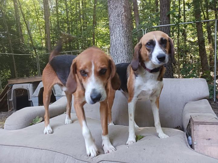 Enlarge Julia (bonded to Lyle), a Adoptable mixed breed in Goochland, VA image 4/4