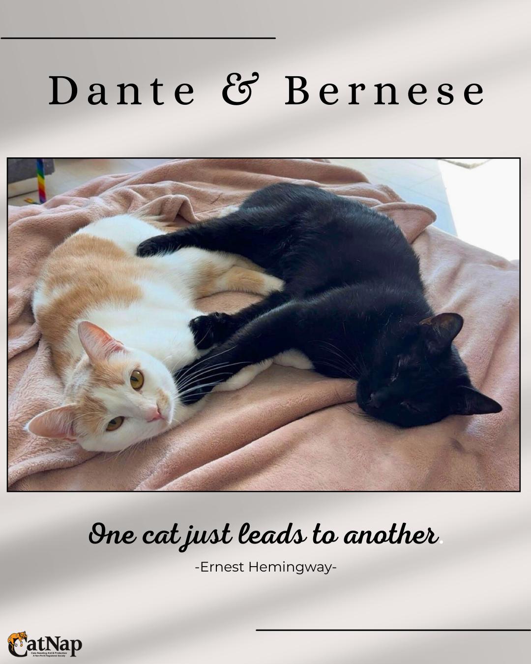 Enlarge Dante & Bernese - Bonded Pair, a Adopted mixed breed in Nanaimo, BC image 1/2