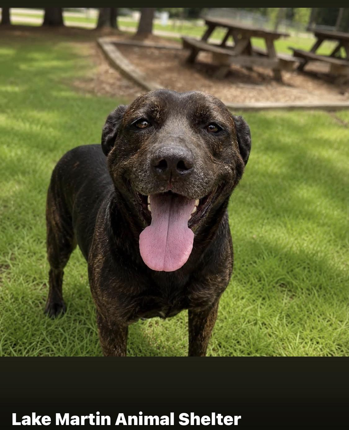 Enlarge Nova, a Adoptable mixed breed in Alexander City, AL image 1/1
