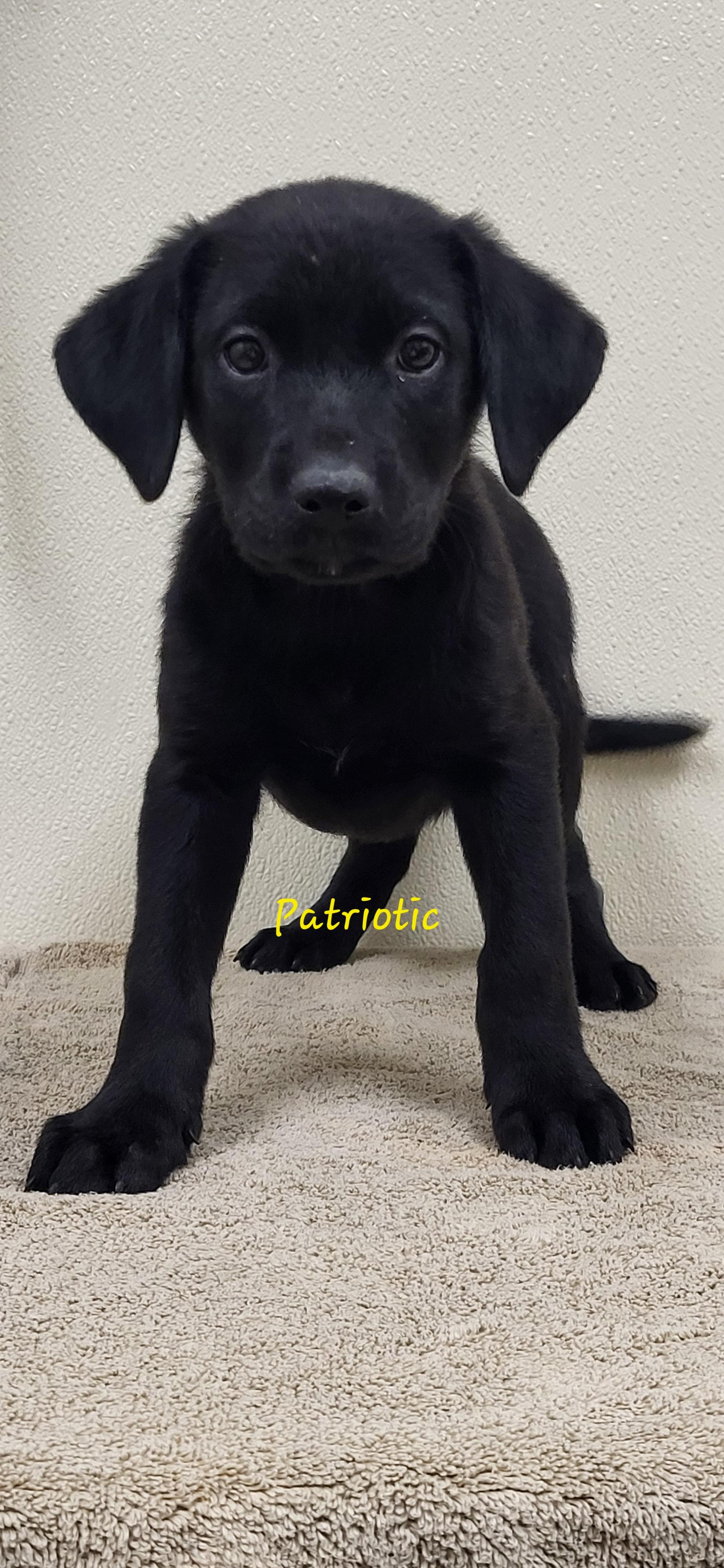 Enlarge Patriotic, a ADOPTABLE mixed breed in Marion, MS image 1/1