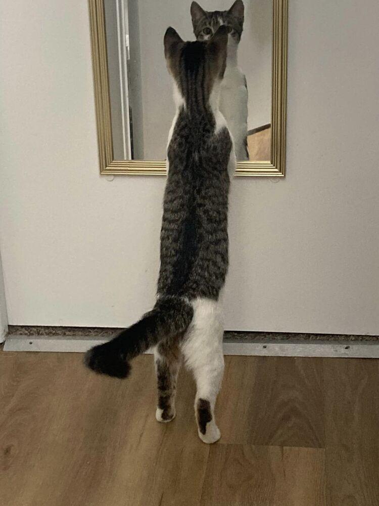 Kia, Adoptable, Kitten Female Domestic Short Hair.