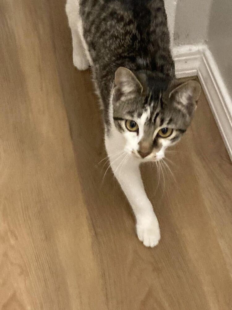 Enlarge Kia, a Adoptable Domestic Short Hair in Urbana, IL image 2/6