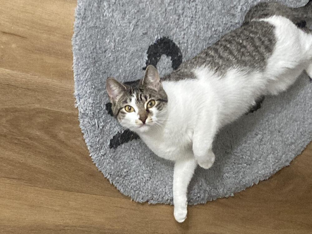 Enlarge Kia, a Adoptable Domestic Short Hair in Urbana, IL image 3/6