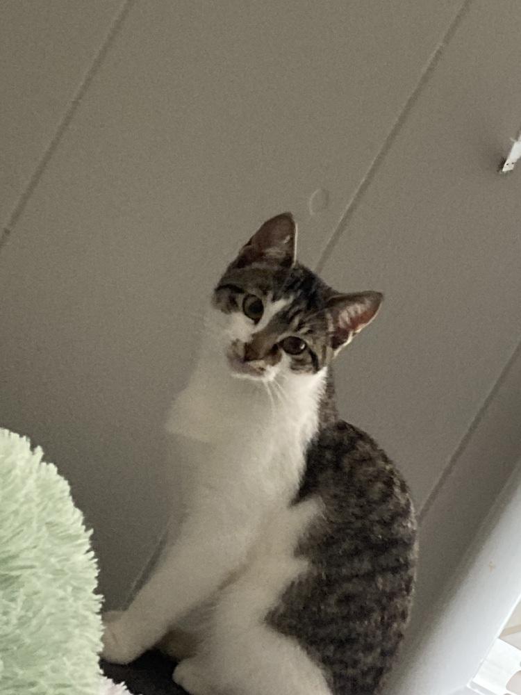 Enlarge Kia, a Adoptable Domestic Short Hair in Urbana, IL image 4/6