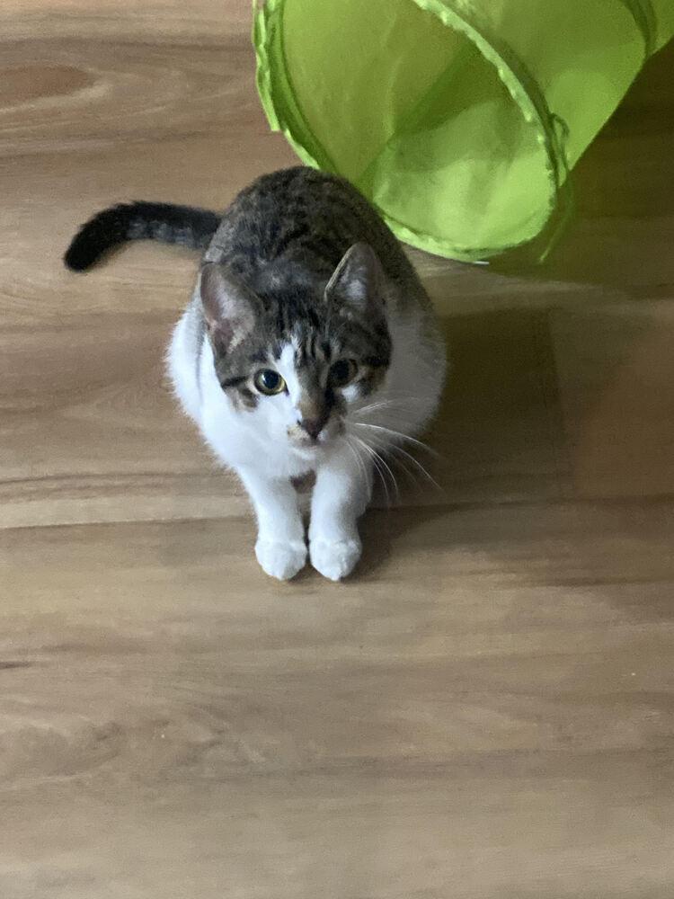 Enlarge Kia, a Adoptable Domestic Short Hair in Urbana, IL image 5/6