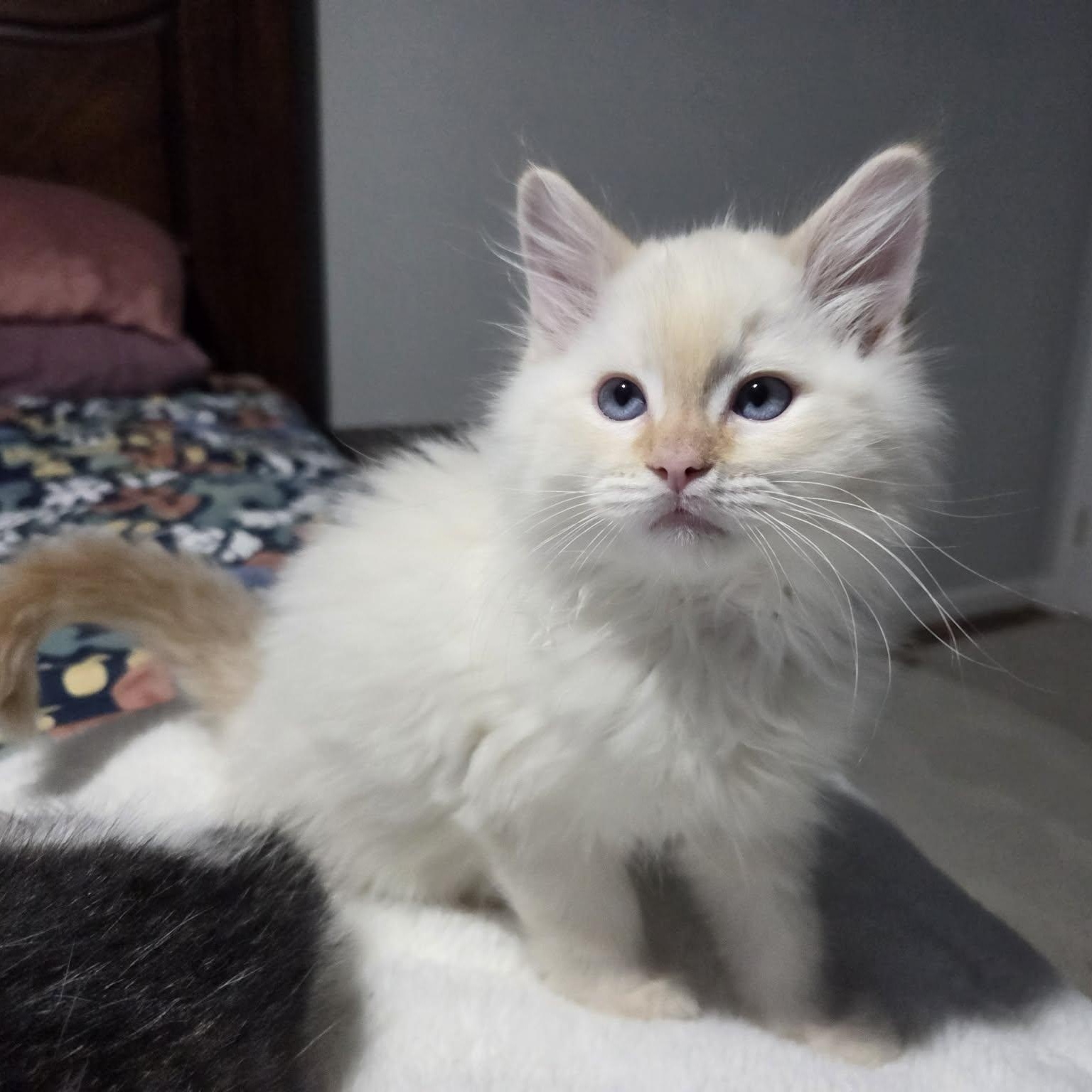 Enlarge PUFF, a ADOPTABLE mixed breed in Loveland, CO image 4/6
